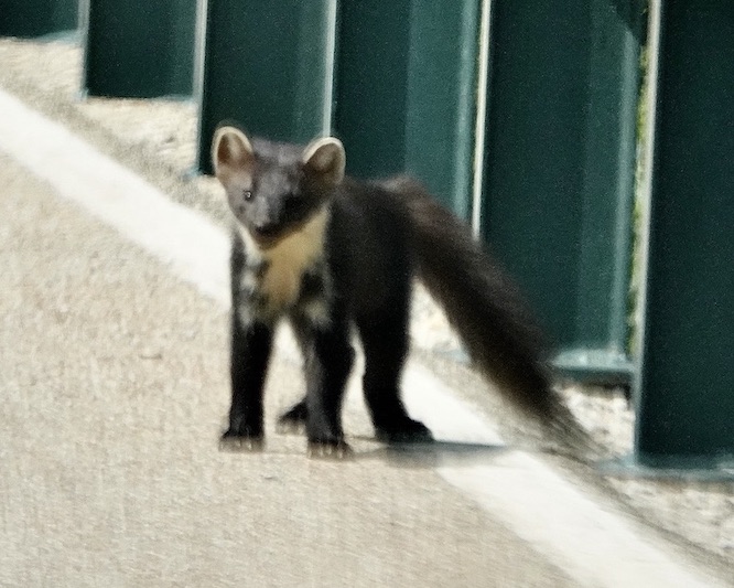 pine marten